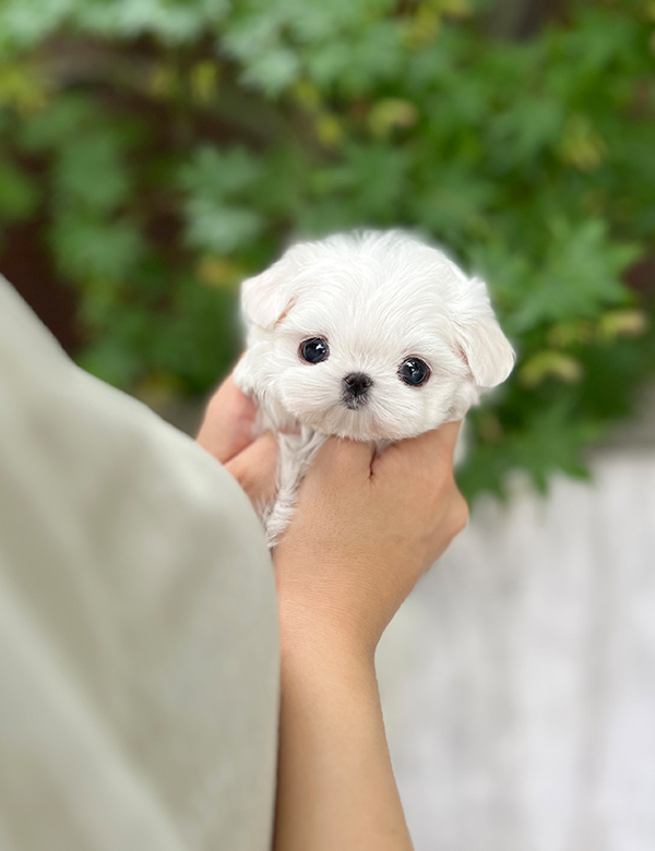 강아지 썸네일