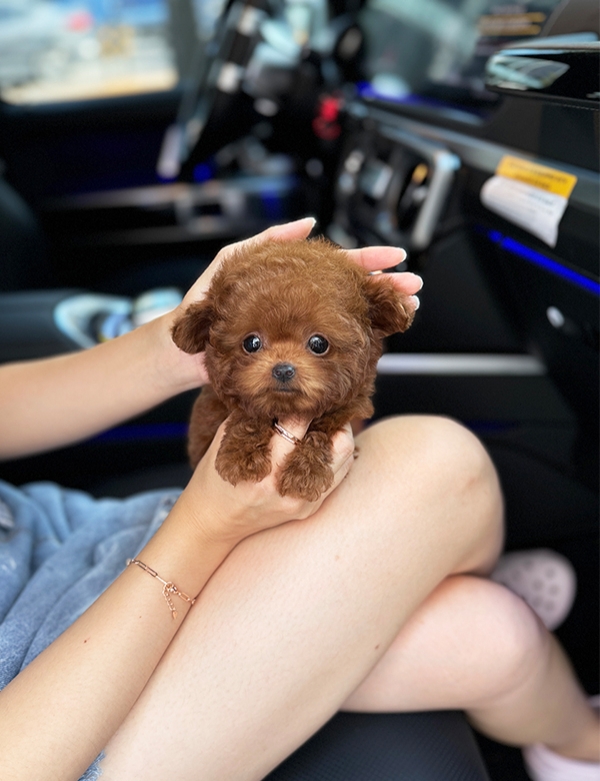 강아지분양 썸네일